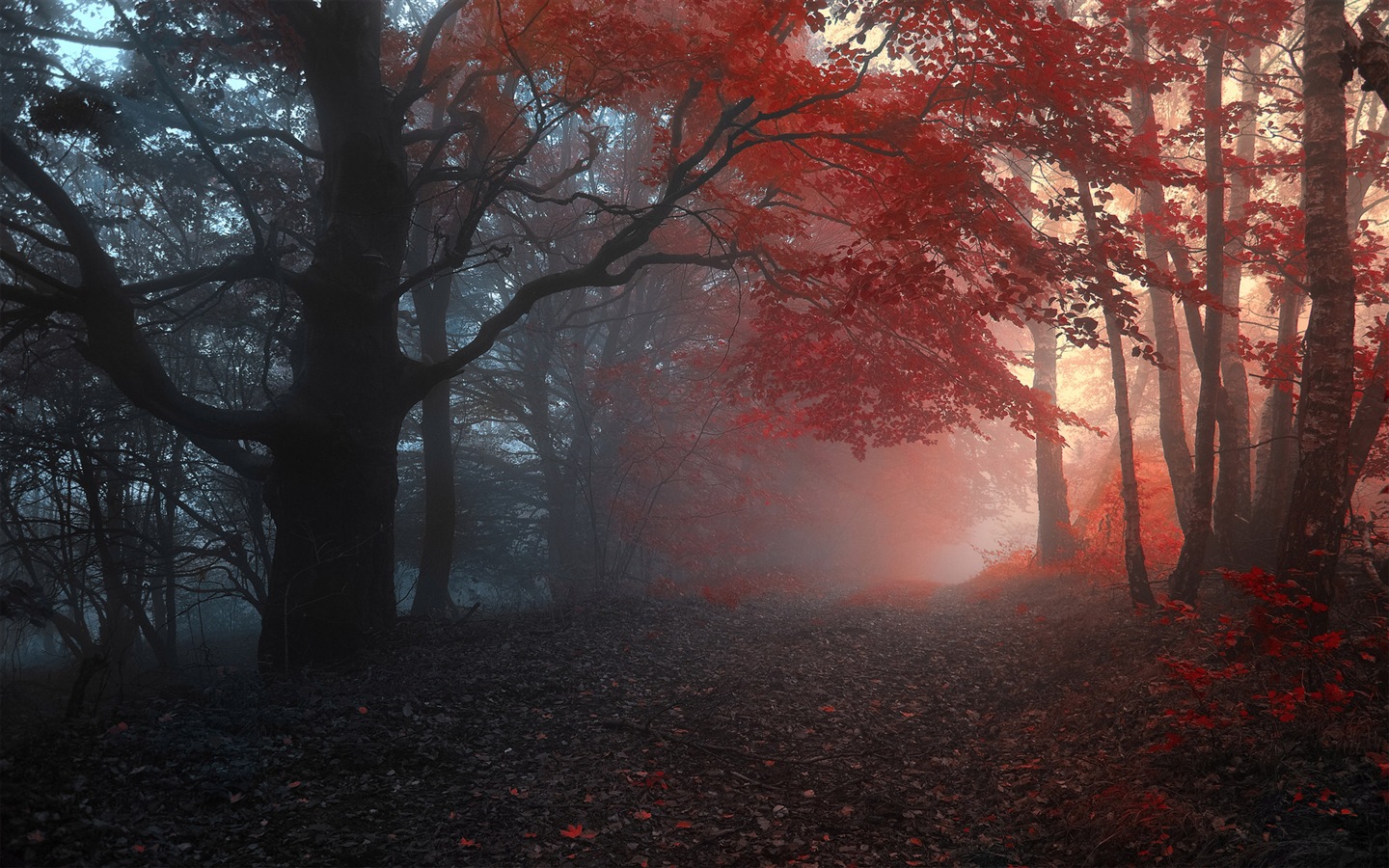 안개가 나뭇잎과 나무의 HD 배경 화면 #7 - 1440x900