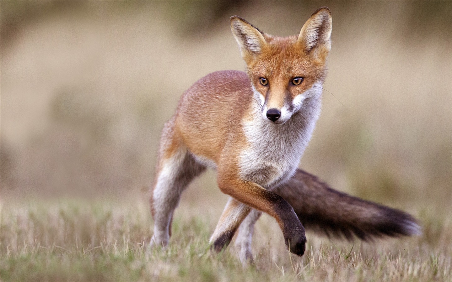 動物特寫，可愛的狐狸 高清壁紙 #2 - 1440x900