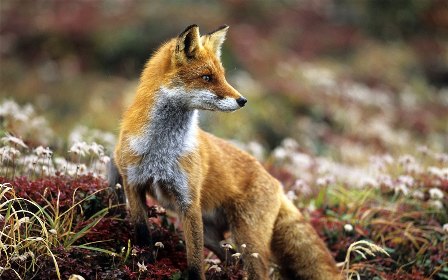 Animaux en gros plan, mignon fonds d'écran HD de renard #5 - 1440x900