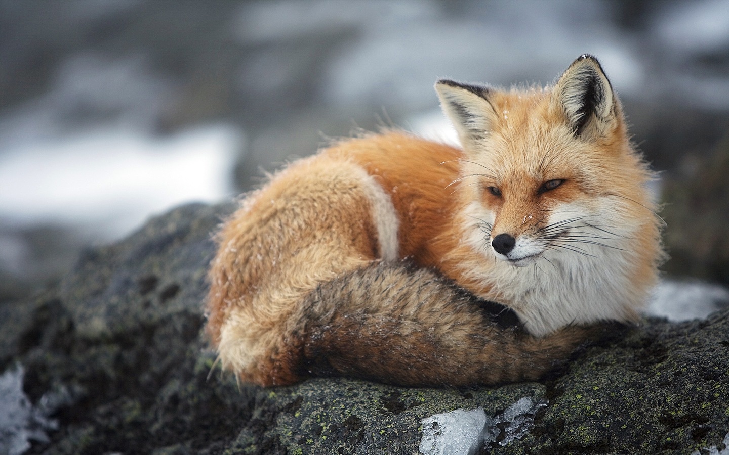 Animal close-up, cute fox HD wallpapers #6 - 1440x900