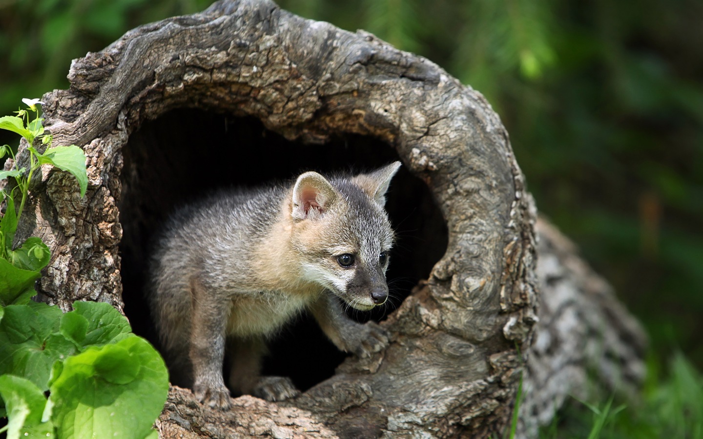 Animaux en gros plan, mignon fonds d'écran HD de renard #9 - 1440x900