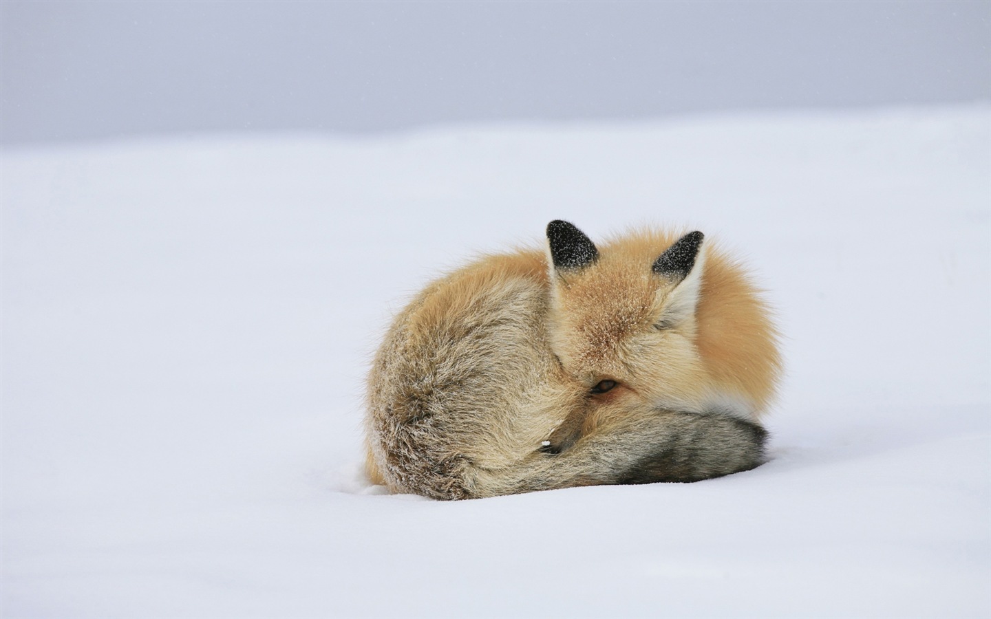 Animal close-up, cute fox HD wallpapers #11 - 1440x900