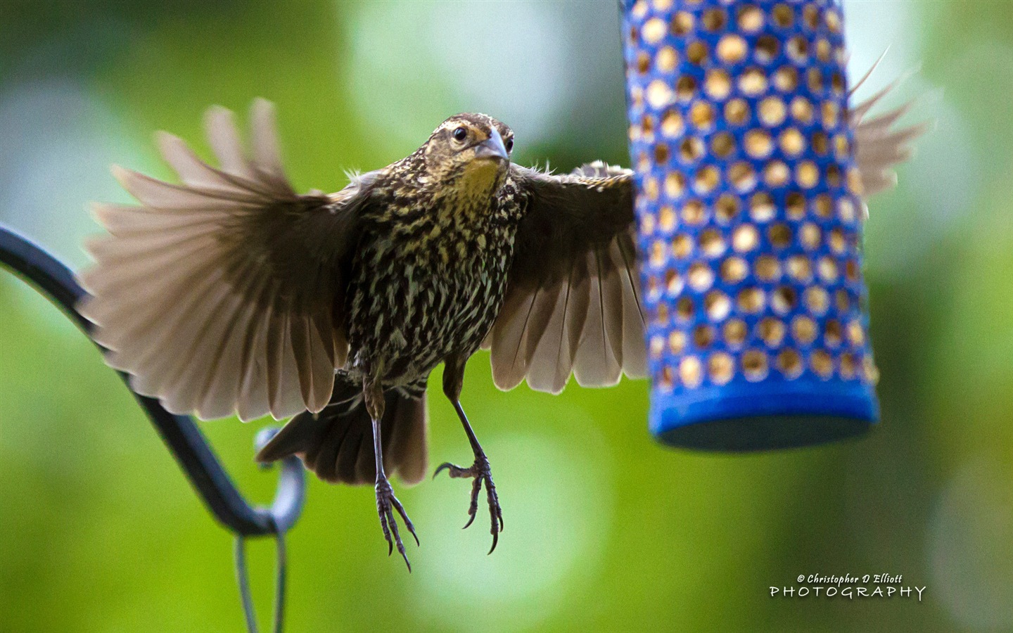 Fondos de pantalla de animales que vuelan, las aves de alta definición #13 - 1440x900
