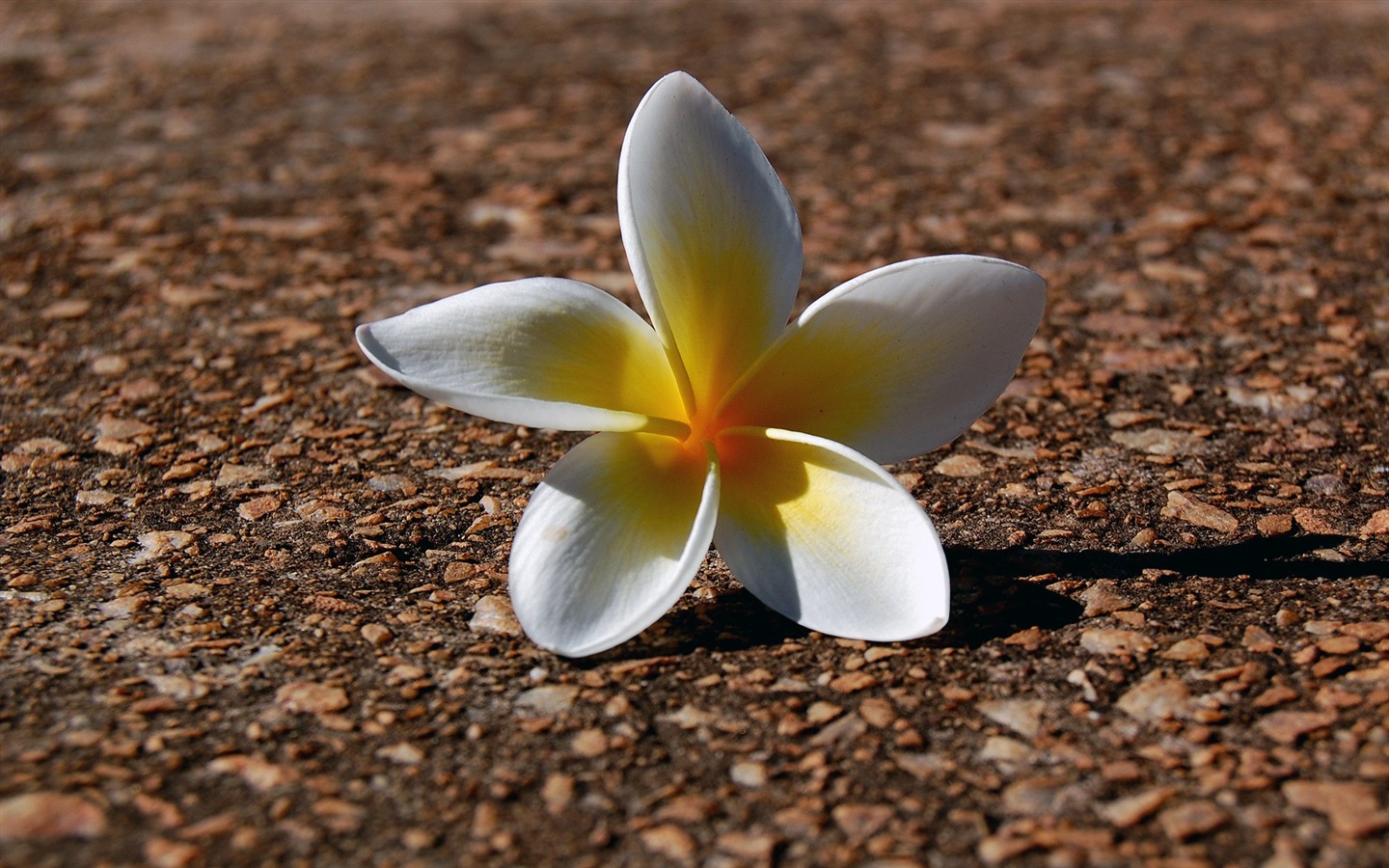 꽃은 땅에 아름다운의 HD 배경 화면 가을 #11 - 1440x900
