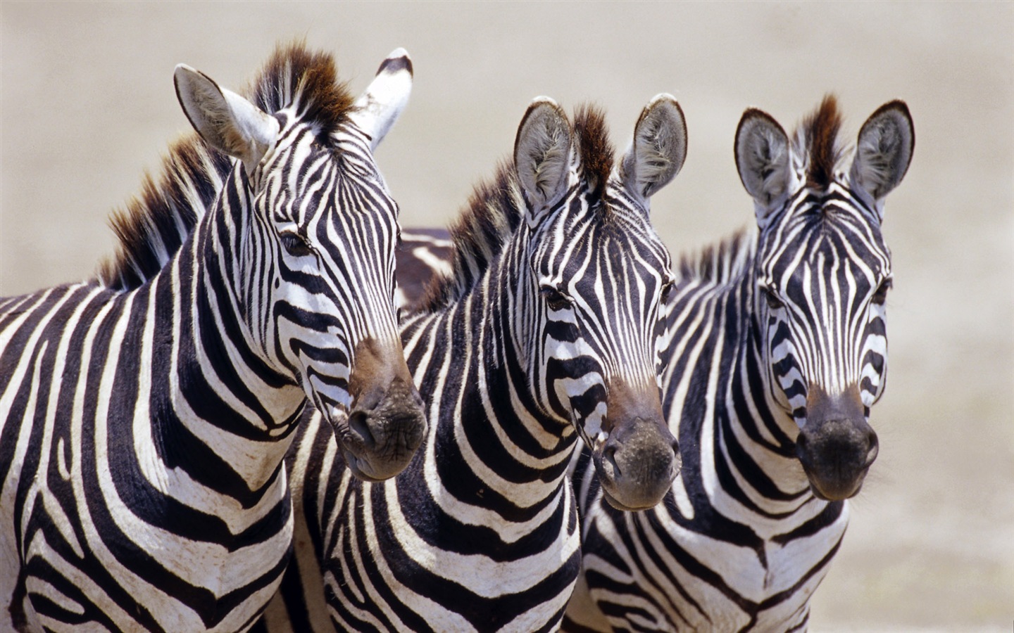 Black and white striped animal, zebra HD wallpapers #1 - 1440x900