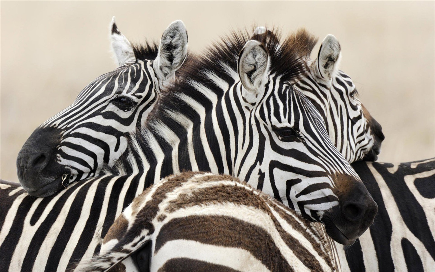 검은 색과 흰색 줄무늬 동물, 얼룩말의 HD 배경 화면 #2 - 1440x900