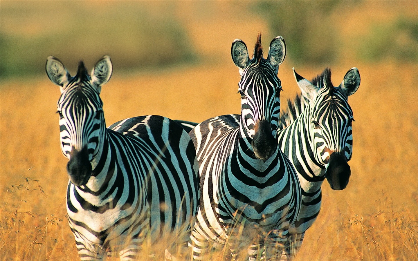 Schwarz-weiß gestreifte Tier, Zebra HD Wallpaper #3 - 1440x900