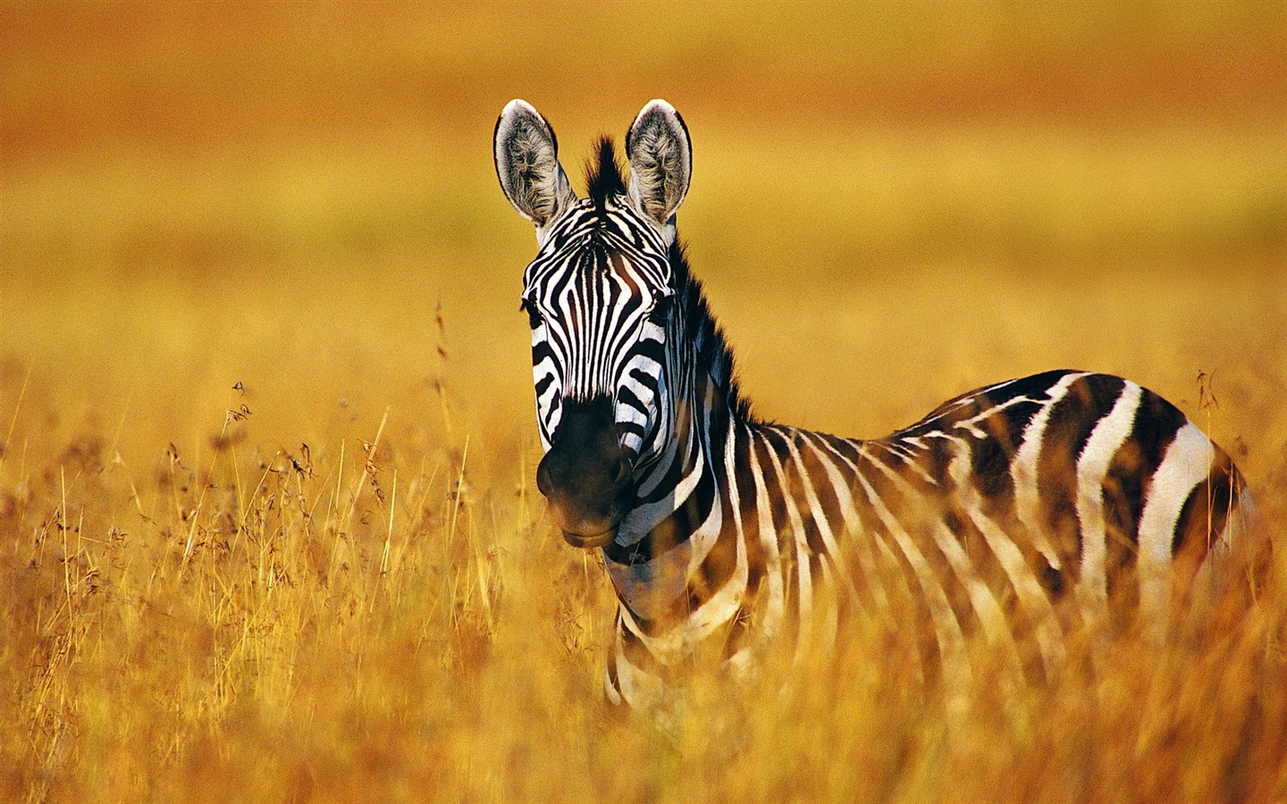Schwarz-weiß gestreifte Tier, Zebra HD Wallpaper #4 - 1440x900