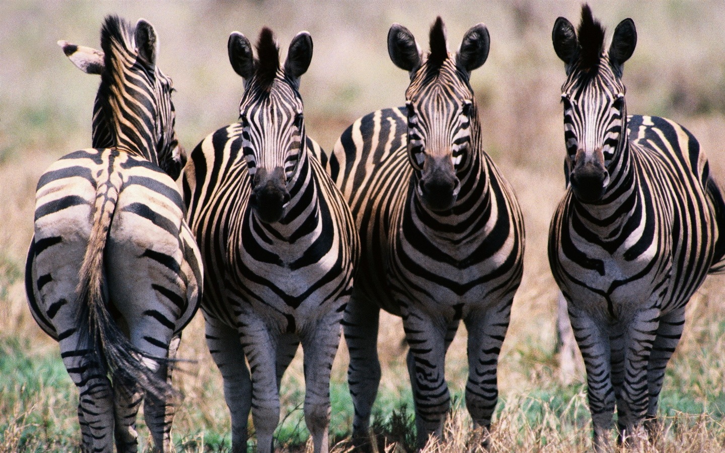 Schwarz-weiß gestreifte Tier, Zebra HD Wallpaper #5 - 1440x900