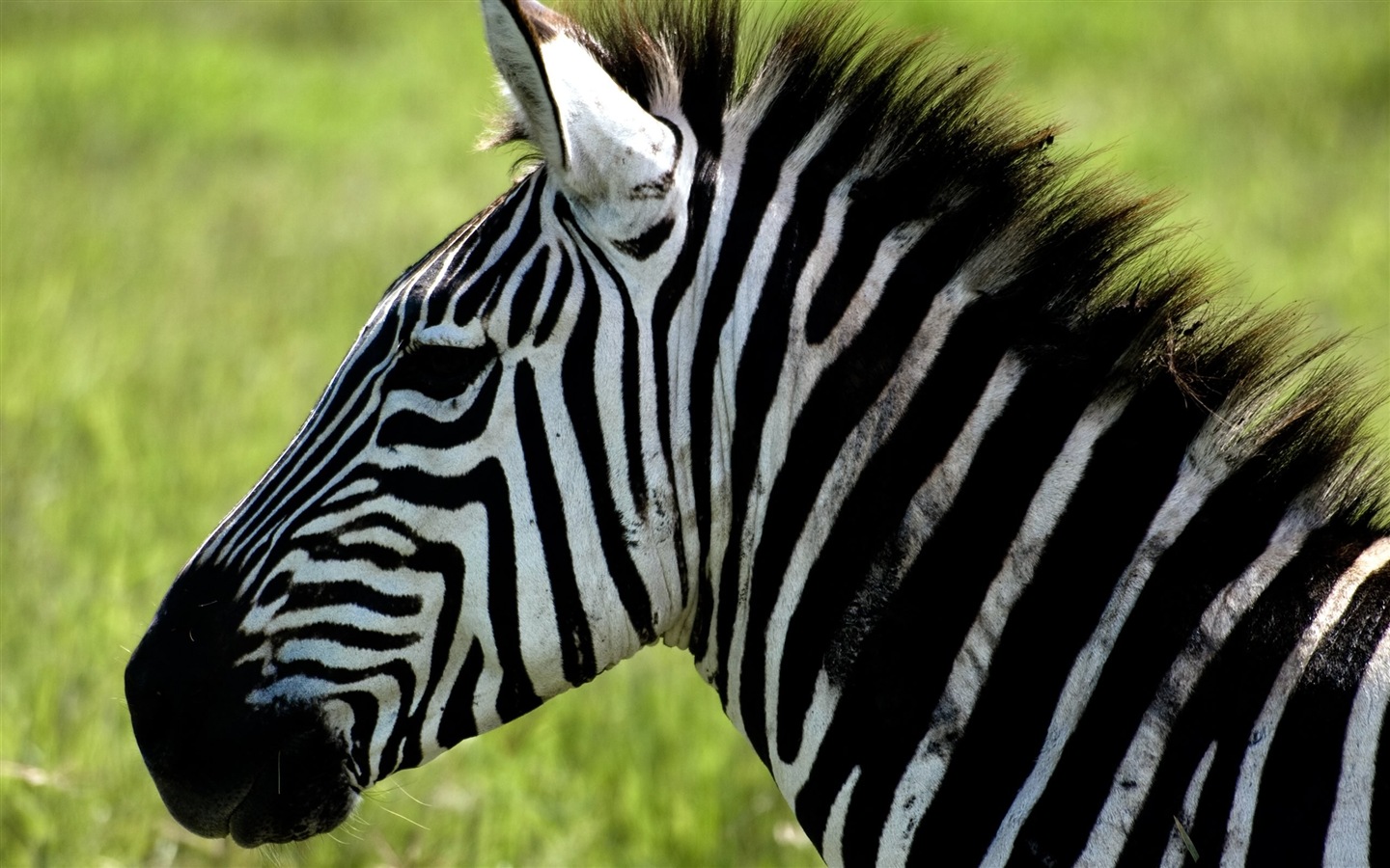 검은 색과 흰색 줄무늬 동물, 얼룩말의 HD 배경 화면 #9 - 1440x900