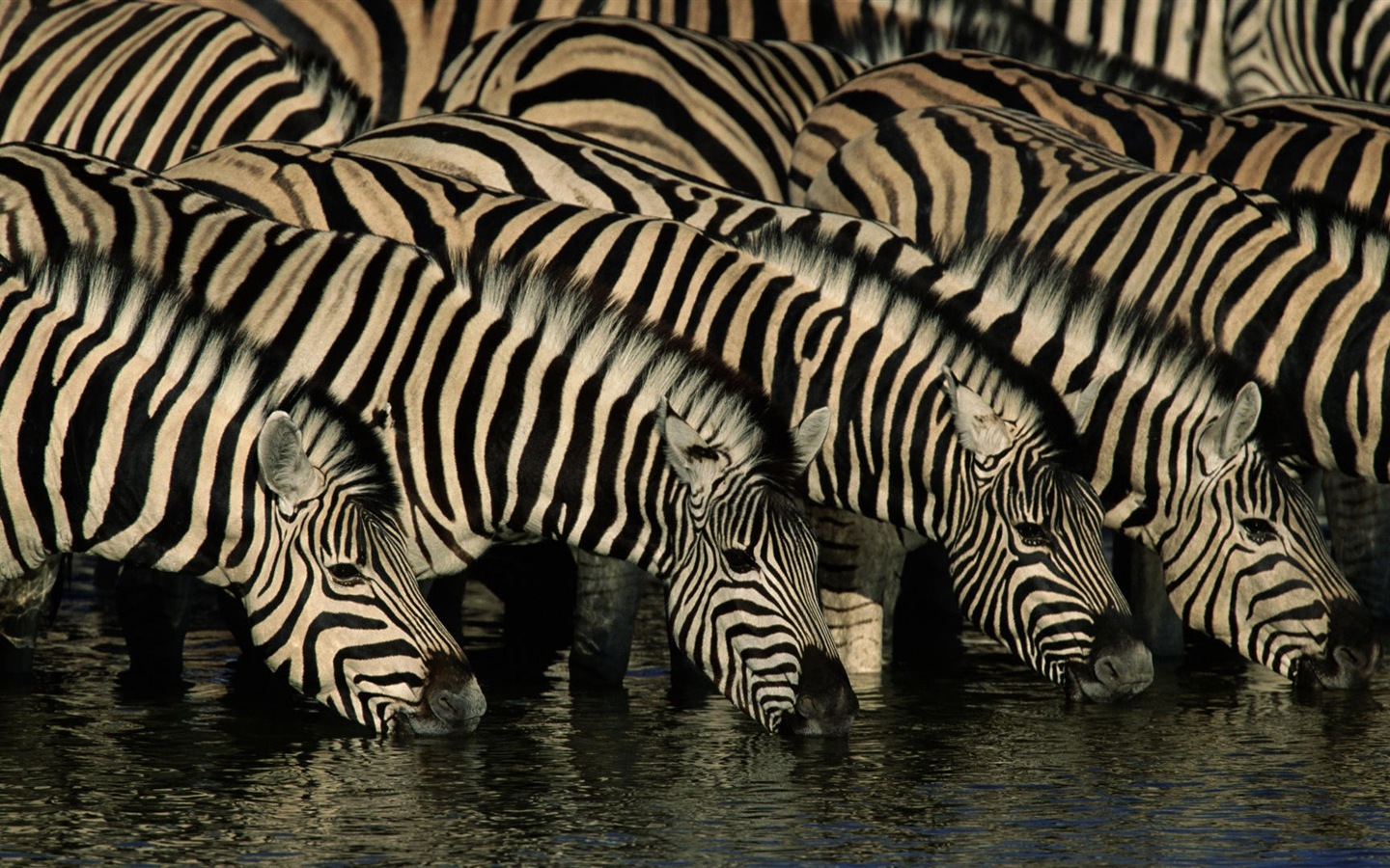 검은 색과 흰색 줄무늬 동물, 얼룩말의 HD 배경 화면 #11 - 1440x900