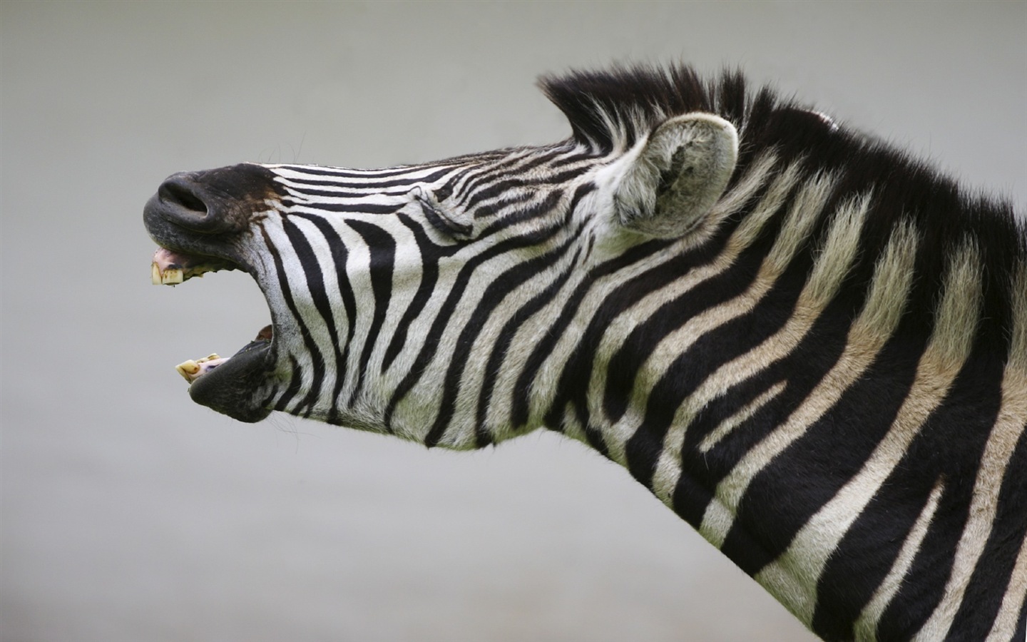 Black and white striped animal, zebra HD wallpapers #14 - 1440x900