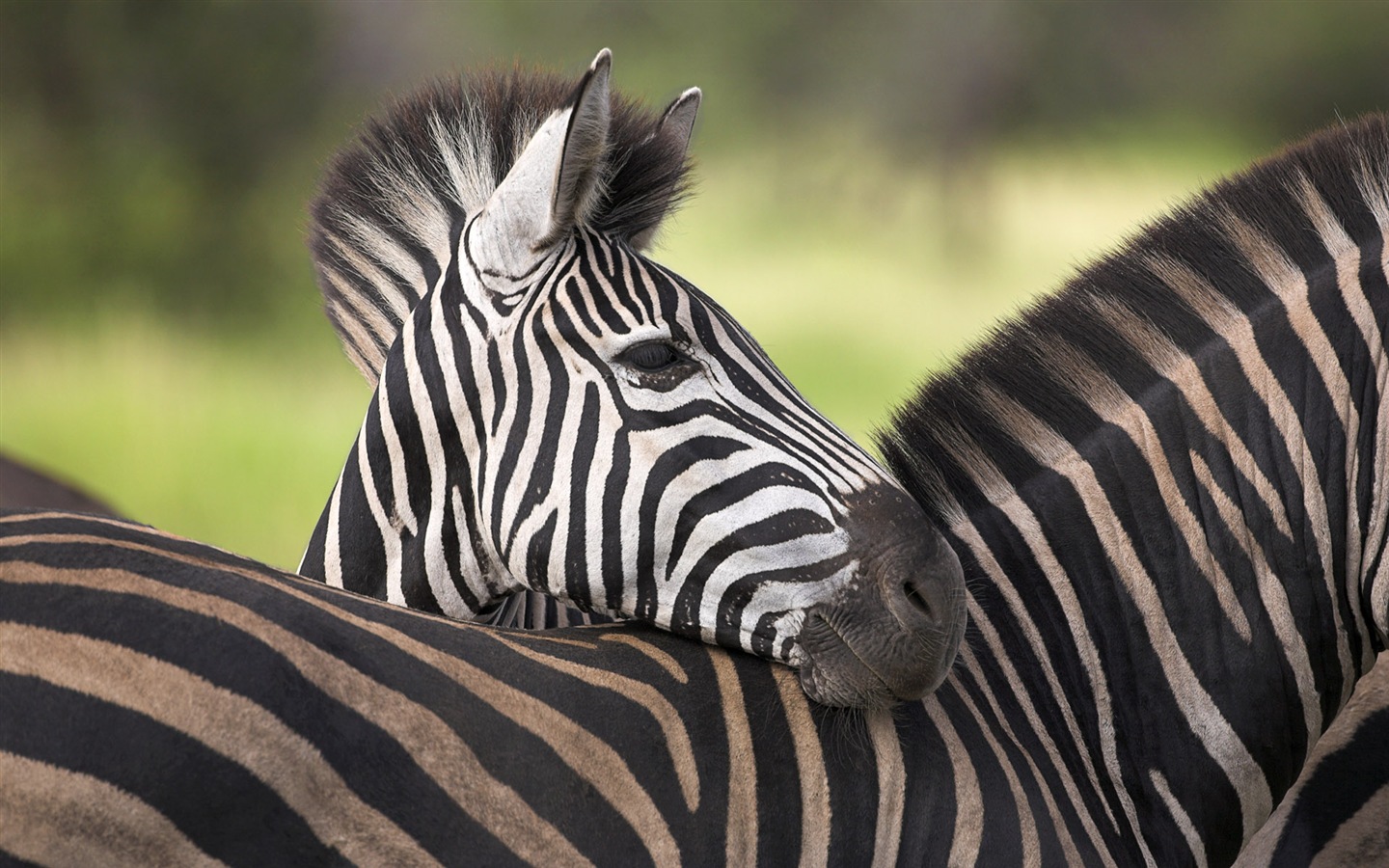 검은 색과 흰색 줄무늬 동물, 얼룩말의 HD 배경 화면 #16 - 1440x900