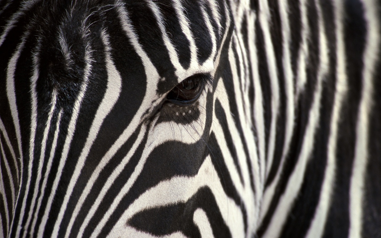 검은 색과 흰색 줄무늬 동물, 얼룩말의 HD 배경 화면 #17 - 1440x900