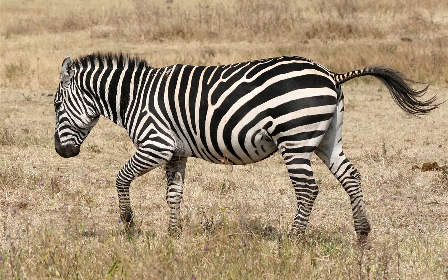 Black and white striped animal, zebra HD wallpapers #18 - 1440x900