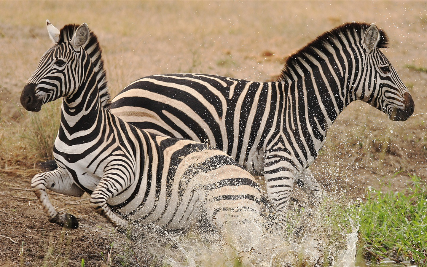 검은 색과 흰색 줄무늬 동물, 얼룩말의 HD 배경 화면 #19 - 1440x900