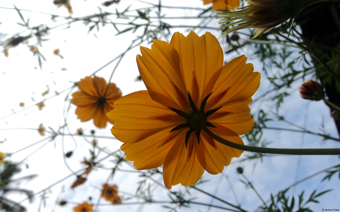 Colorful flowers close-up, Windows 8 HD wallpapers #11 - 1440x900