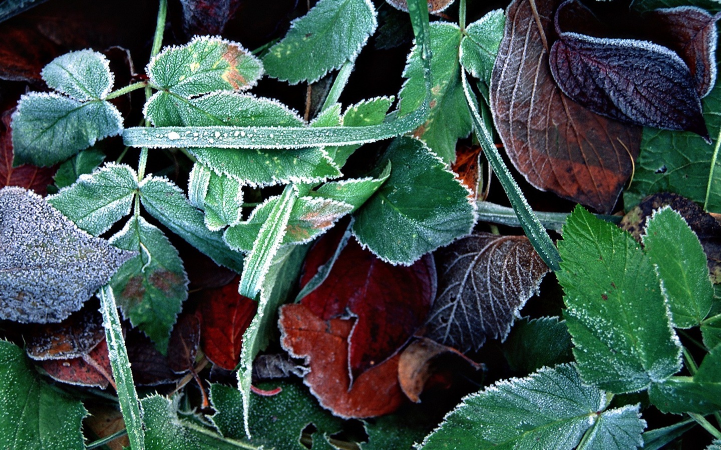 Листья растений с росы HD обои #3 - 1440x900