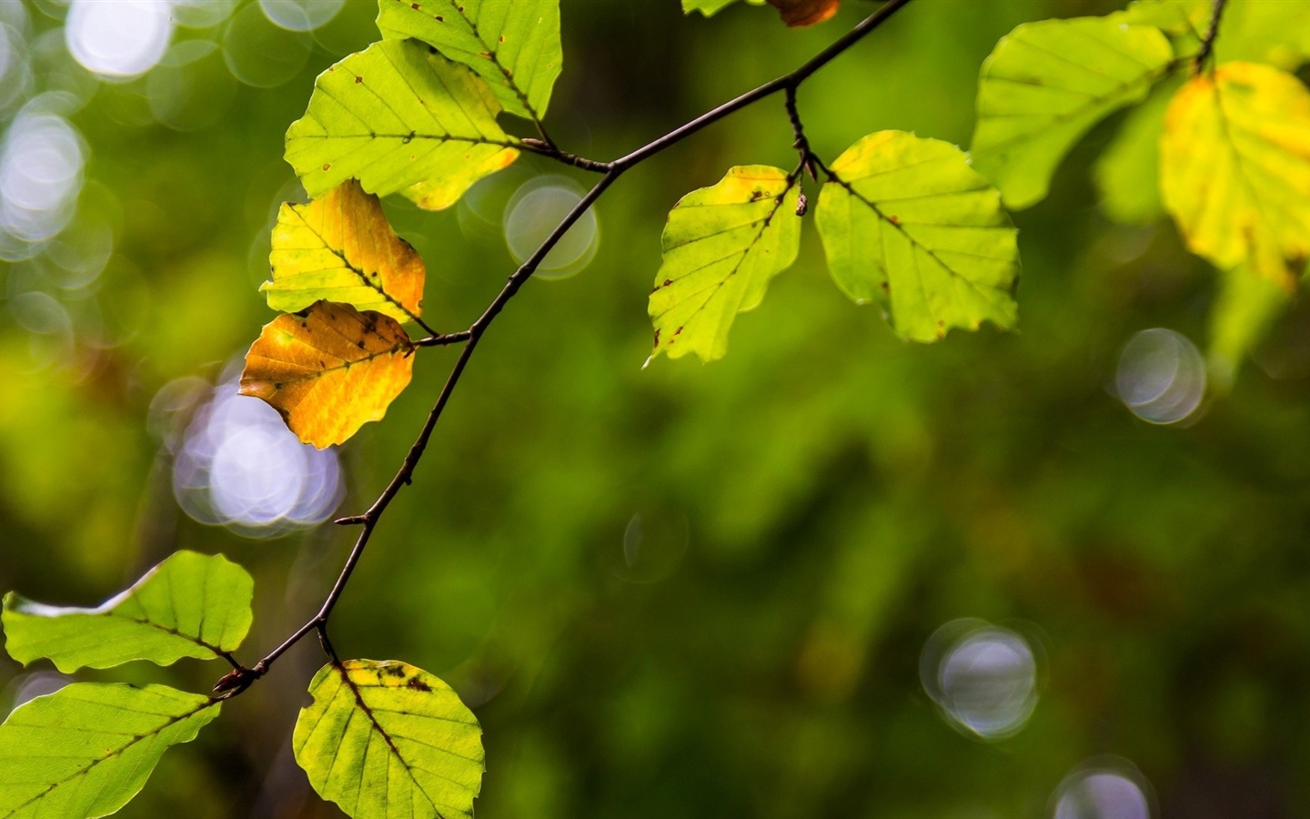 Листья растений с росы HD обои #6 - 1440x900
