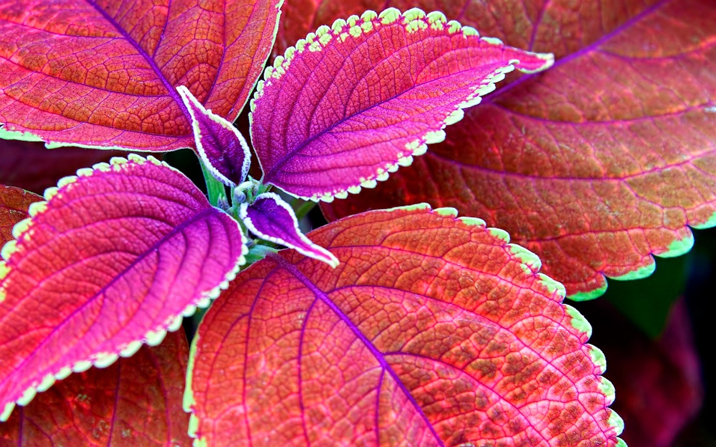Les feuilles des plantes avec des papiers peints rosée HD #10 - 1440x900