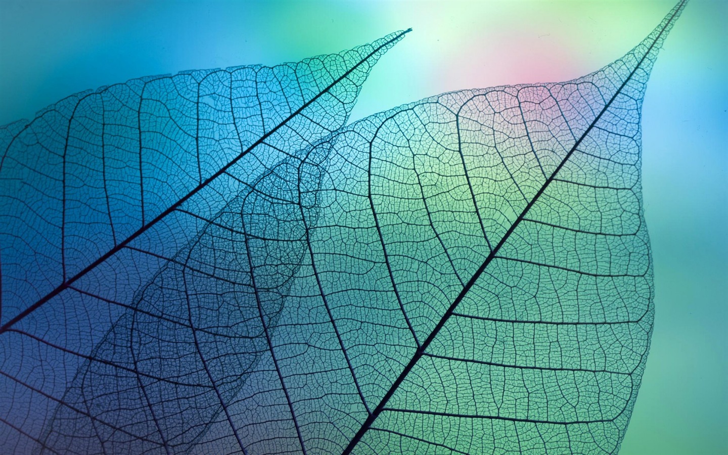 叶子与露珠 高清植物壁纸13 - 1440x900