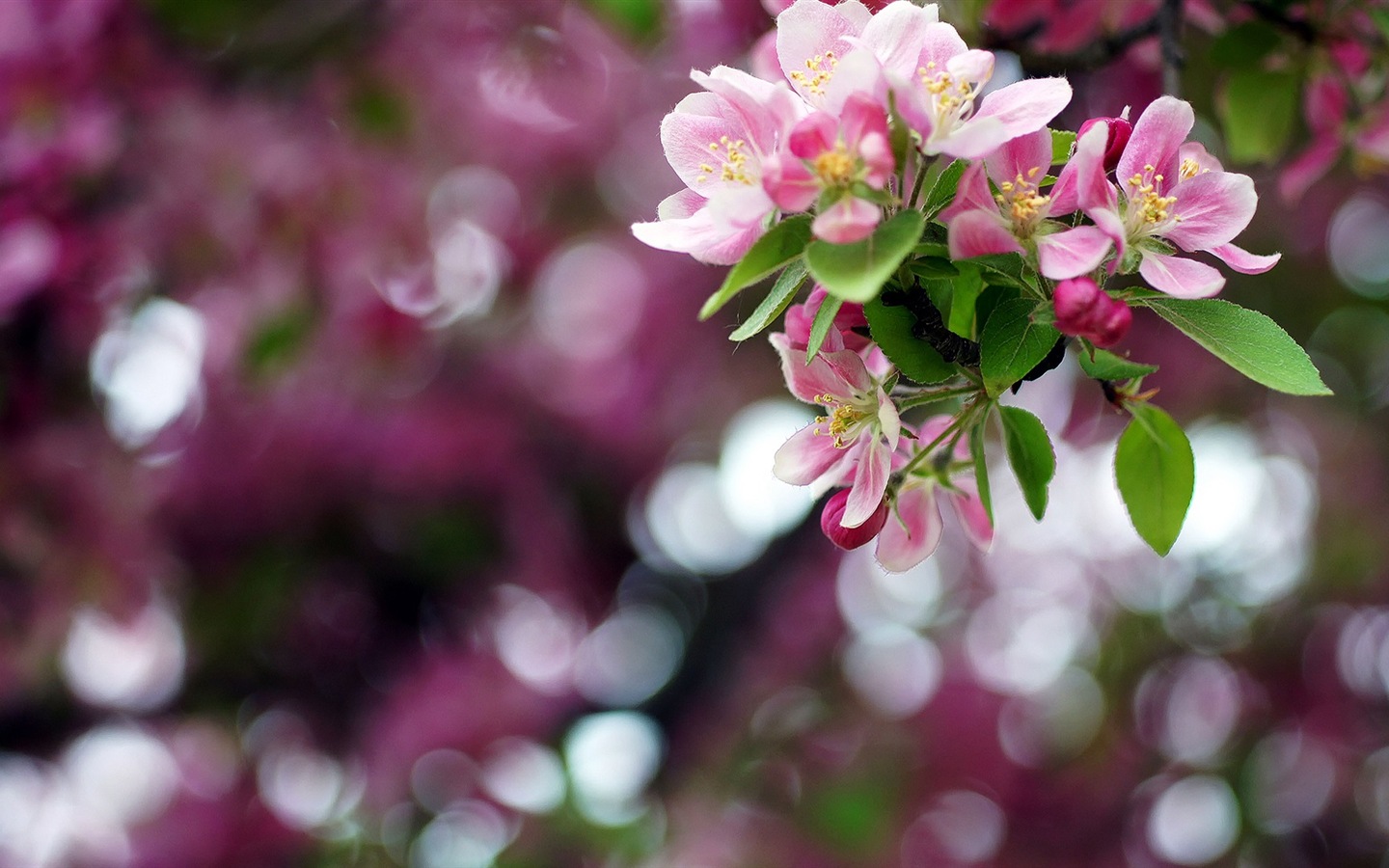Макро красивых обоев цветы HD #2 - 1440x900