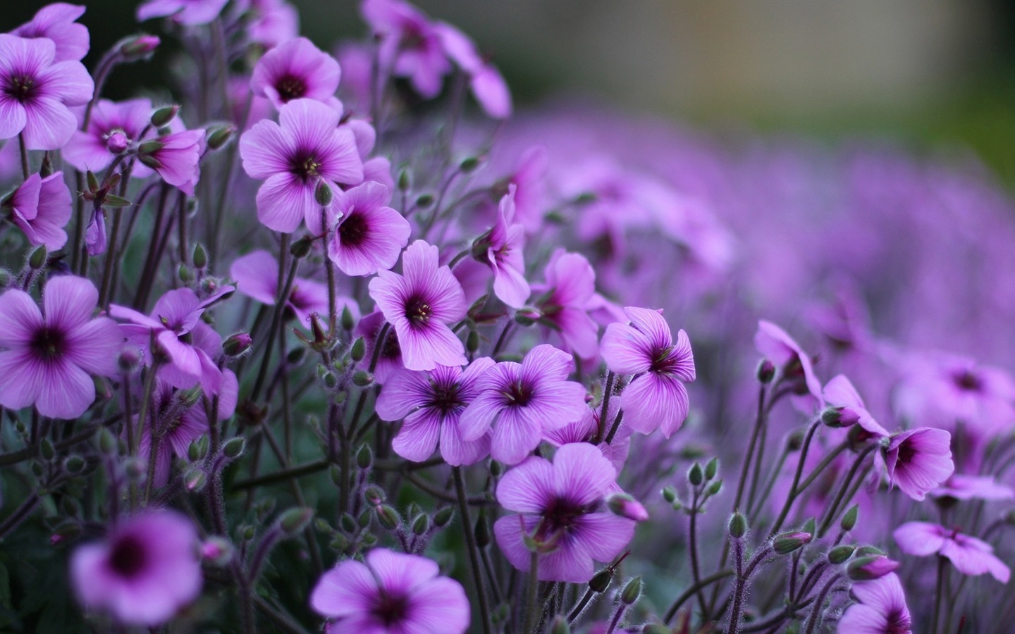 Макро красивых обоев цветы HD #7 - 1440x900