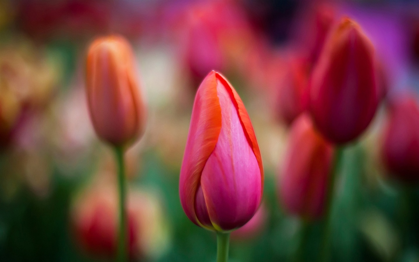 아름다운 꽃의 HD 배경 화면의 매크로 근접 #9 - 1440x900