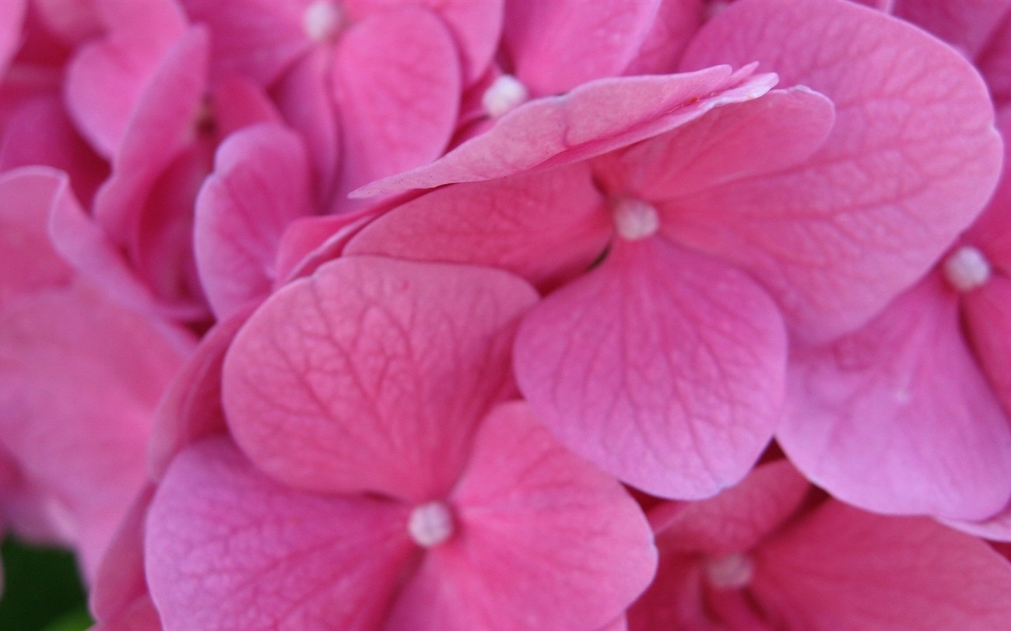 Макро красивых обоев цветы HD #12 - 1440x900