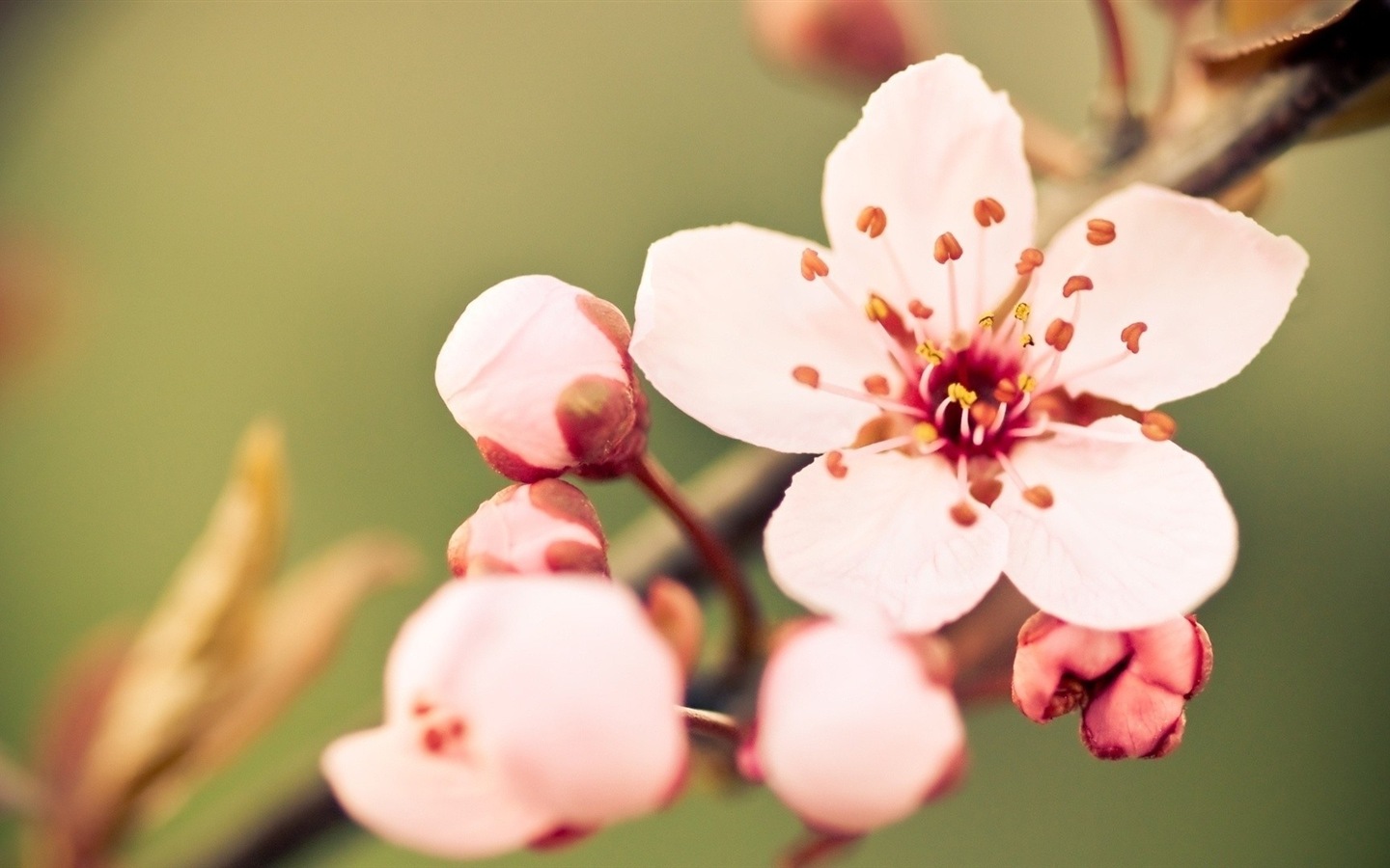 Макро красивых обоев цветы HD #13 - 1440x900