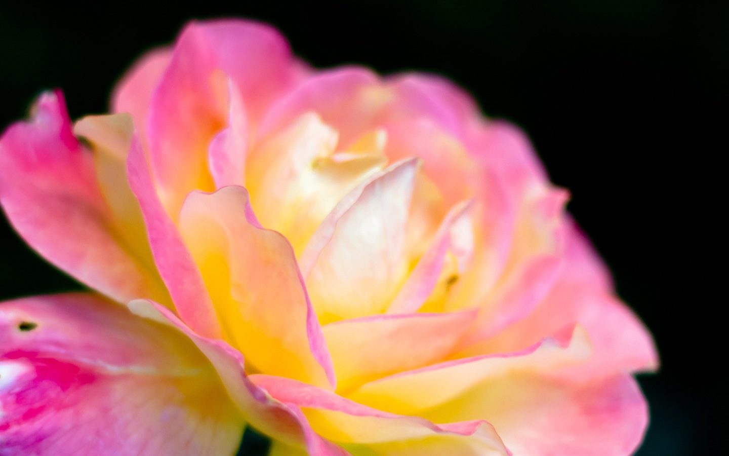 Макро красивых обоев цветы HD #14 - 1440x900