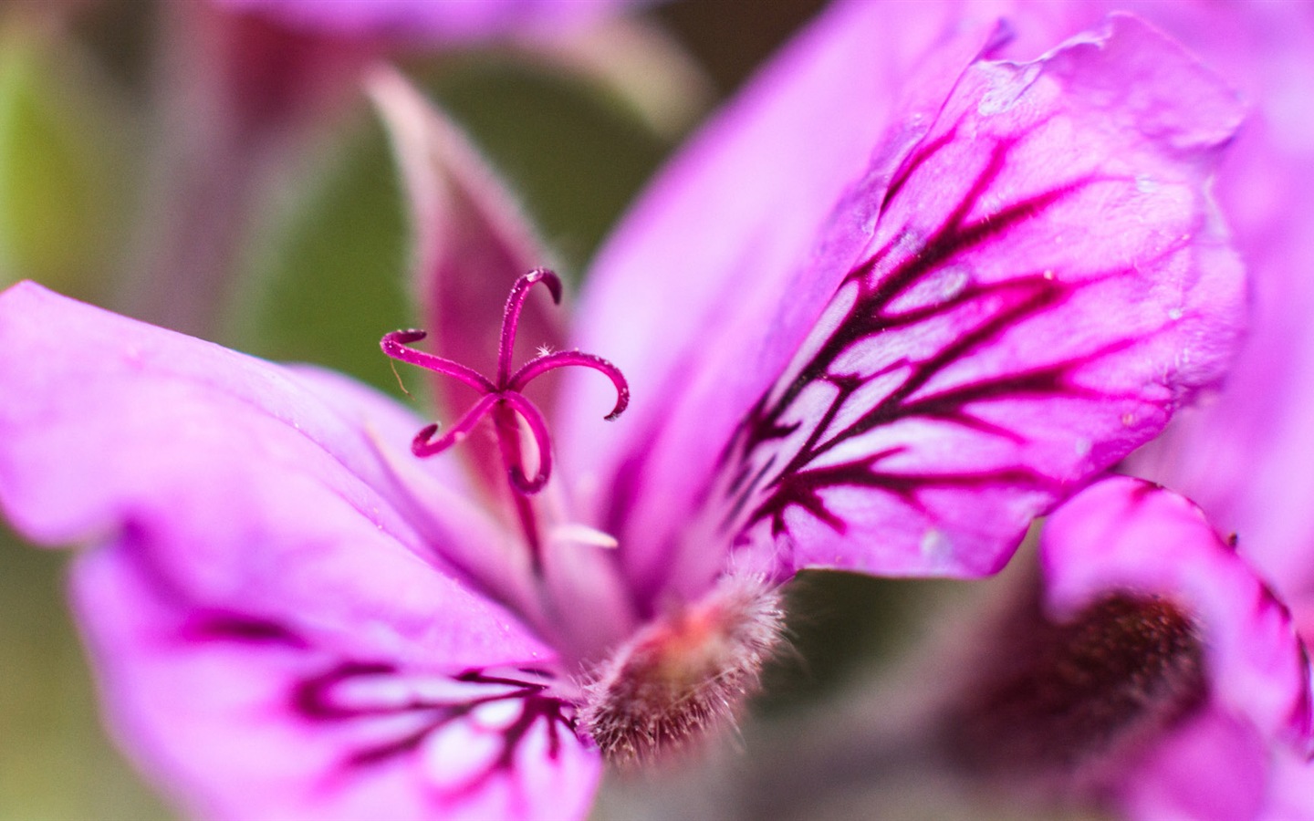 Макро красивых обоев цветы HD #16 - 1440x900