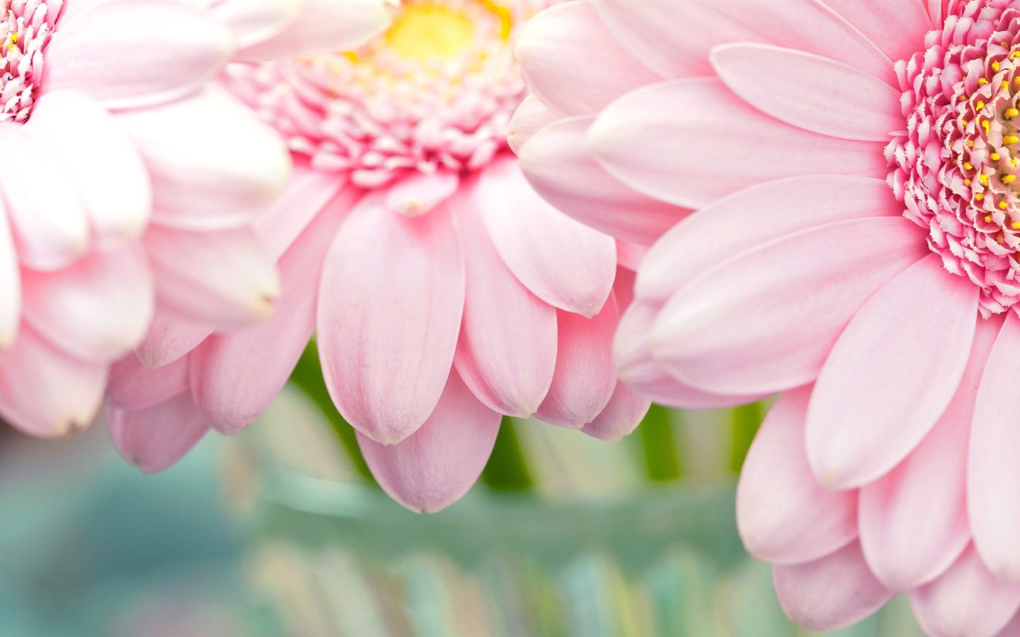 아름다운 꽃의 HD 배경 화면의 매크로 근접 #17 - 1440x900