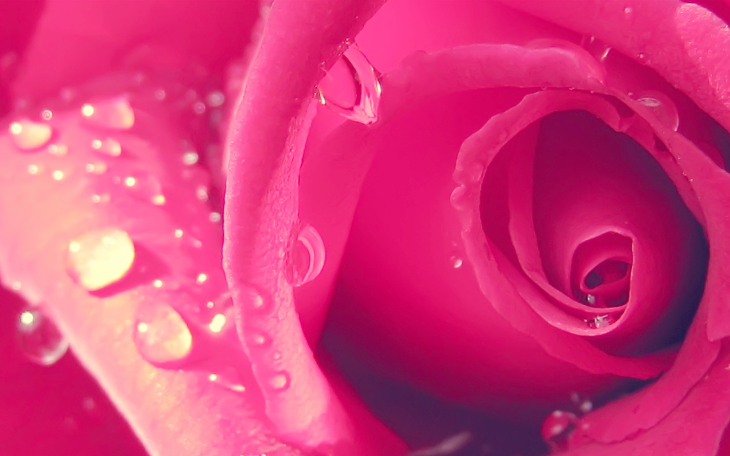 Макро красивых обоев цветы HD #18 - 1440x900