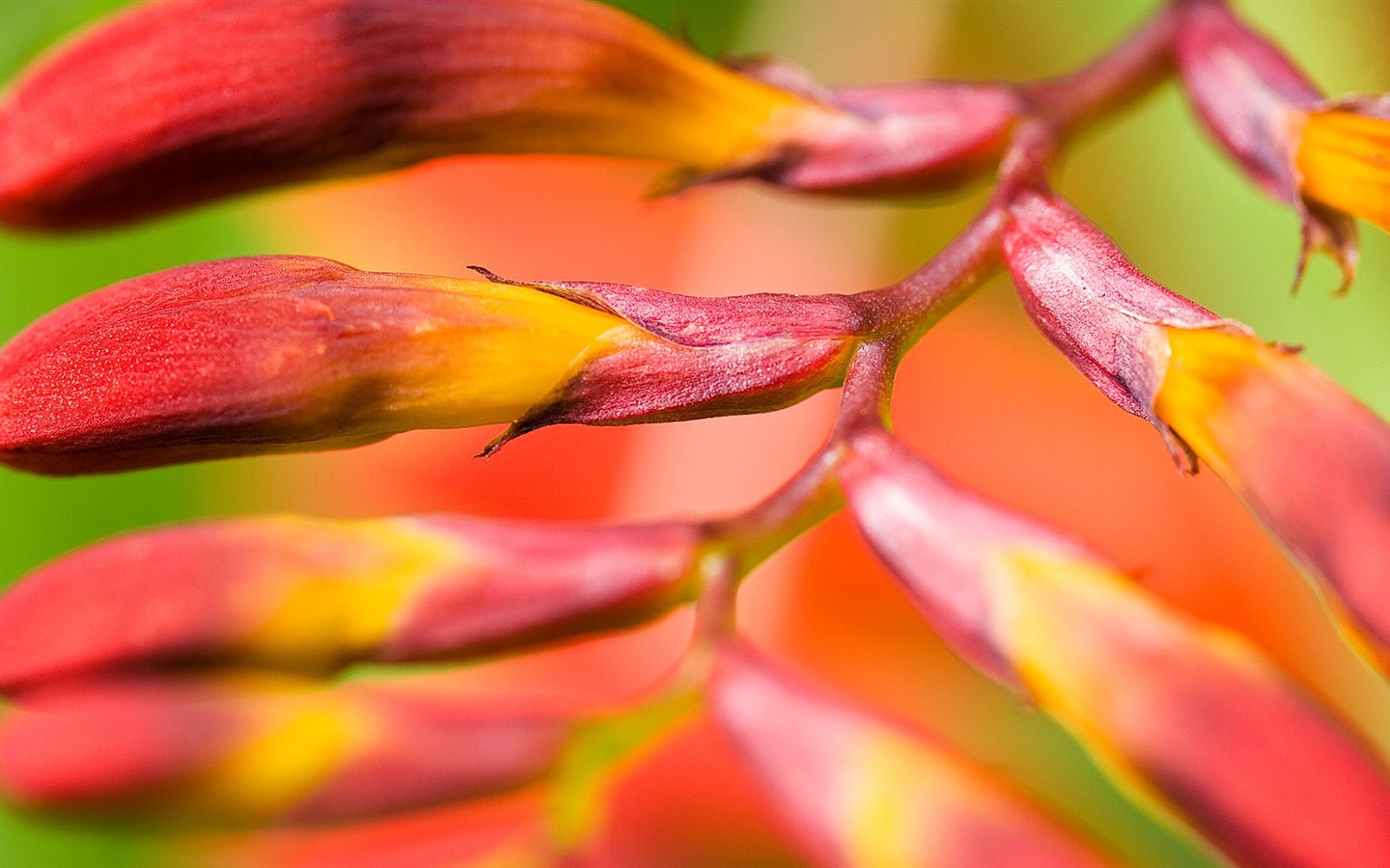 Макро красивых обоев цветы HD #19 - 1440x900