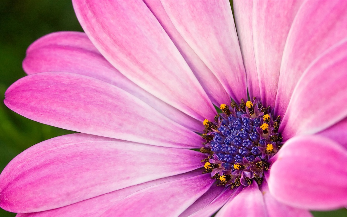 Макро красивых обоев цветы HD #20 - 1440x900