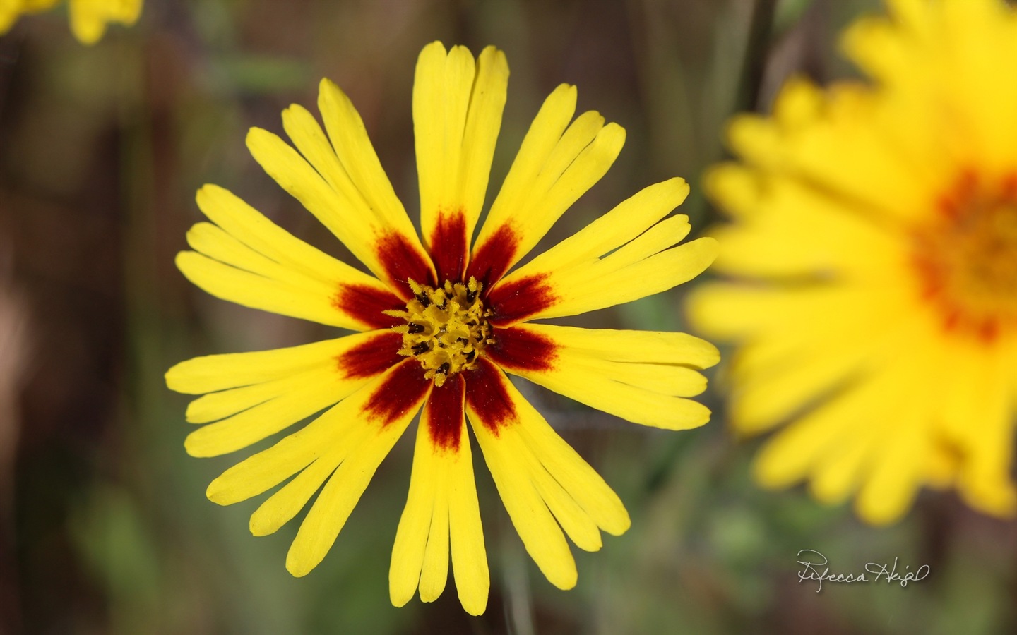 봄 꽃의 꽃, 윈도우 8 테마 배경 화면 #3 - 1440x900