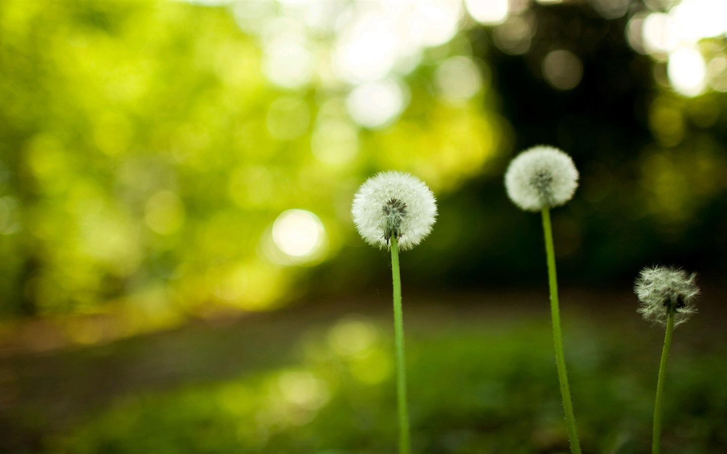 Beautiful plants close-up, dandelion HD wallpapers #5 - 1440x900