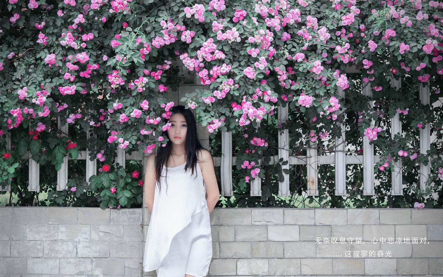 Krásná dívka s růží květ HD tapety #7 - 1440x900