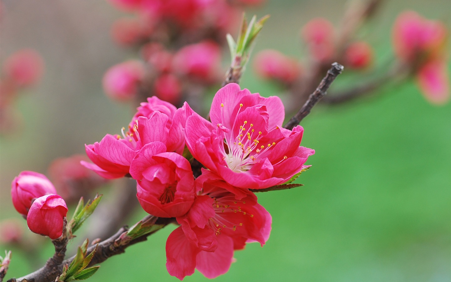 Розовый персик цветы обои #18 - 1440x900