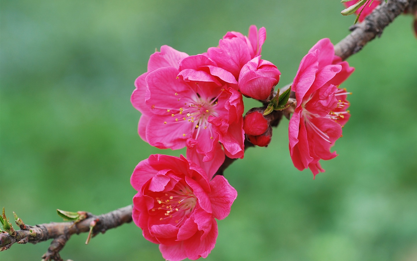 Розовый персик цветы обои #20 - 1440x900