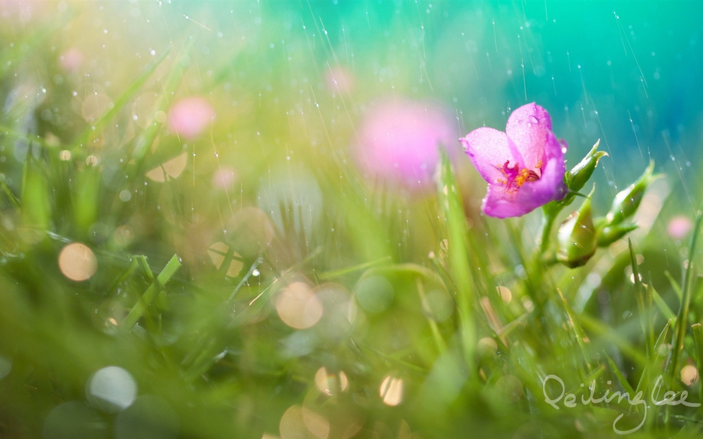 Туманное красивые цветы обои #8 - 1440x900