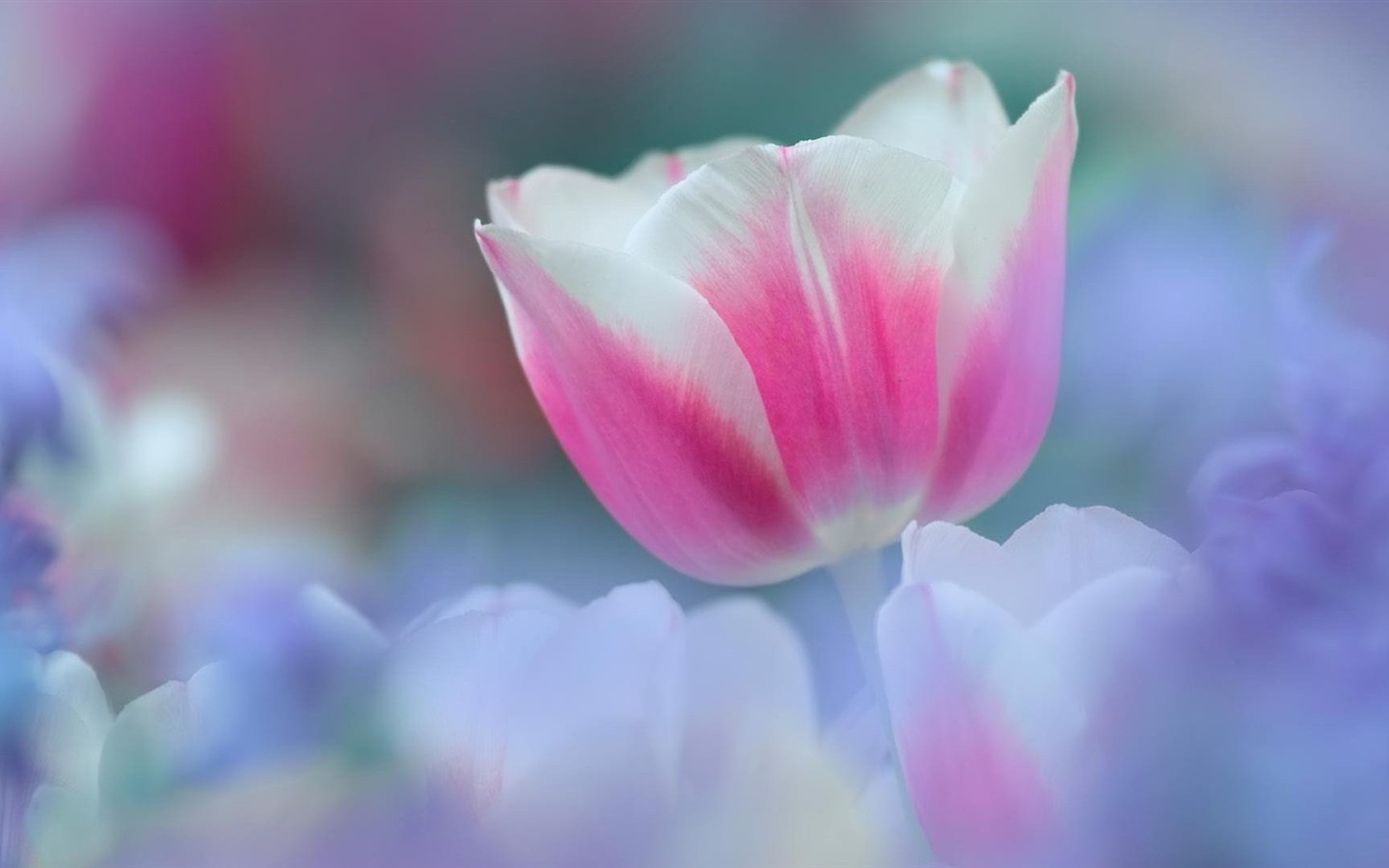 Hazy belles fleurs d'écran HD #10 - 1440x900