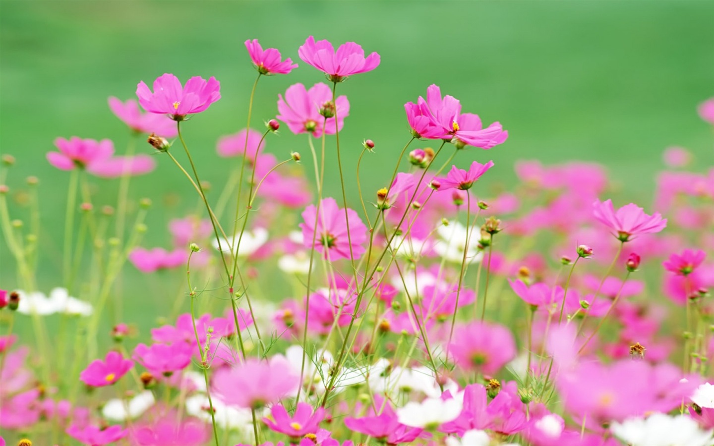 Hazy belles fleurs d'écran HD #15 - 1440x900