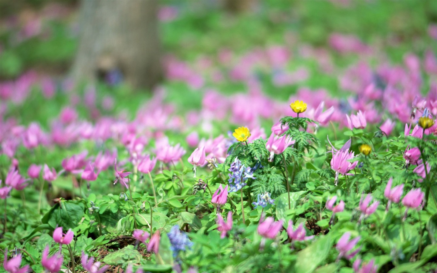 헷갈리는 아름다운 꽃의 HD 벽지 #20 - 1440x900