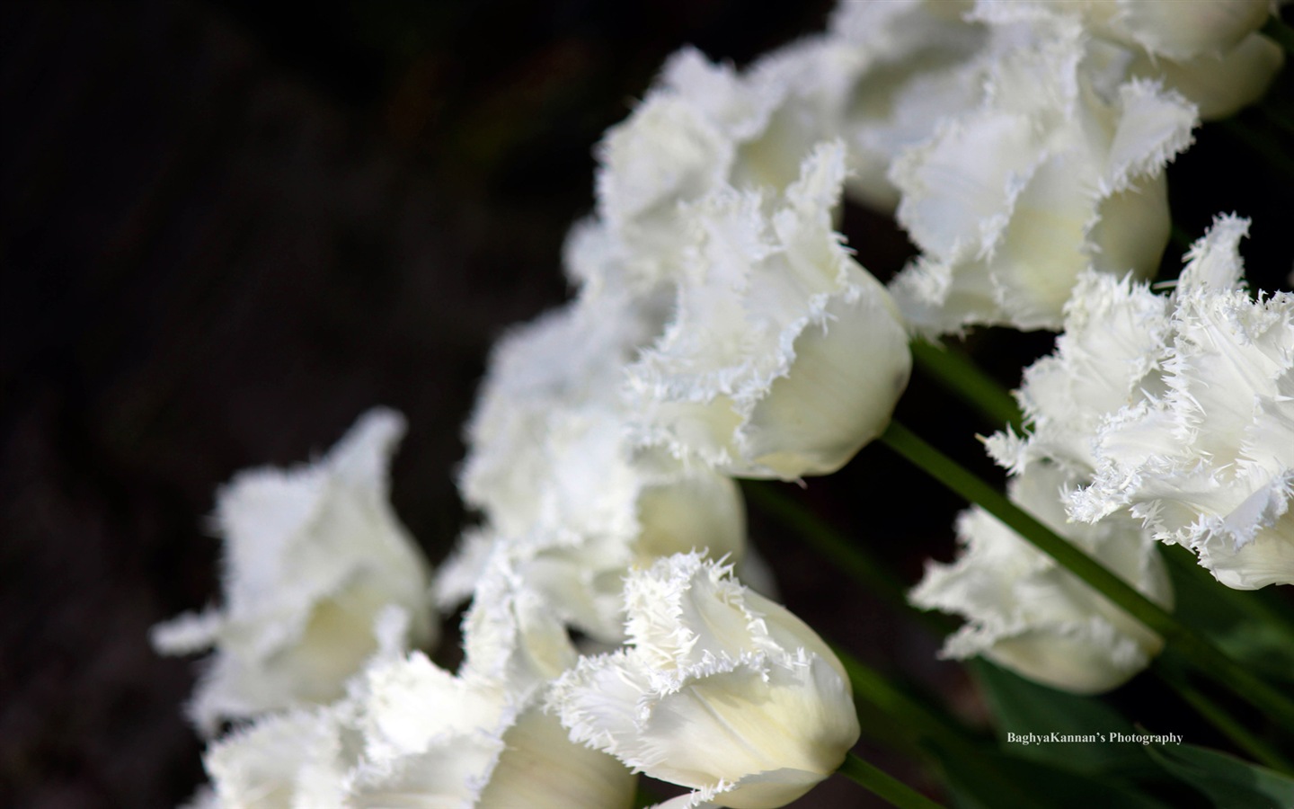 아름다운 튤립 꽃, 윈도우 8 테마의 HD 배경 화면 #8 - 1440x900
