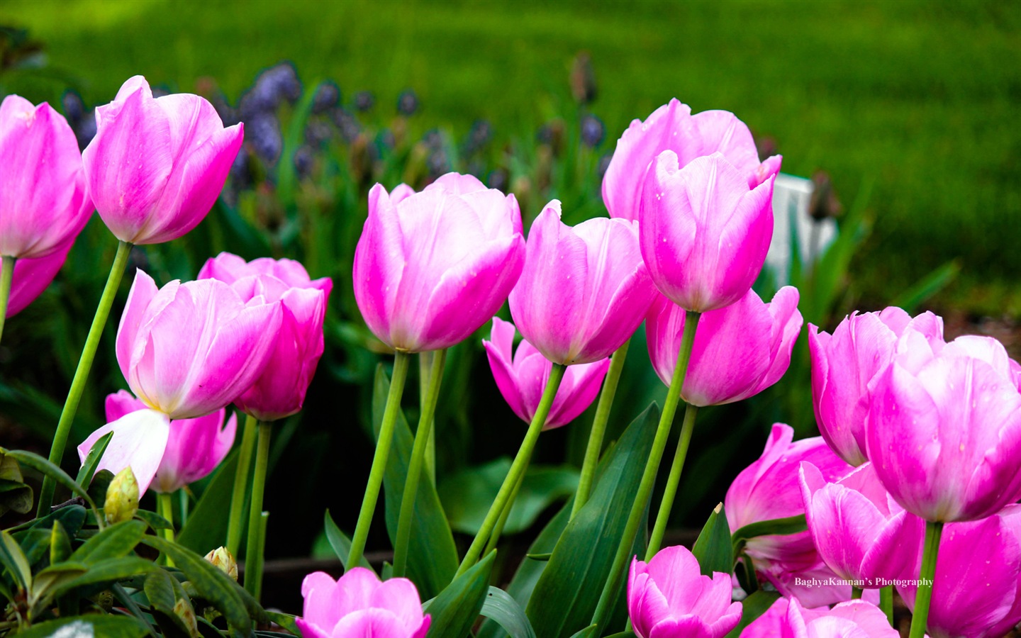 아름다운 튤립 꽃, 윈도우 8 테마의 HD 배경 화면 #11 - 1440x900