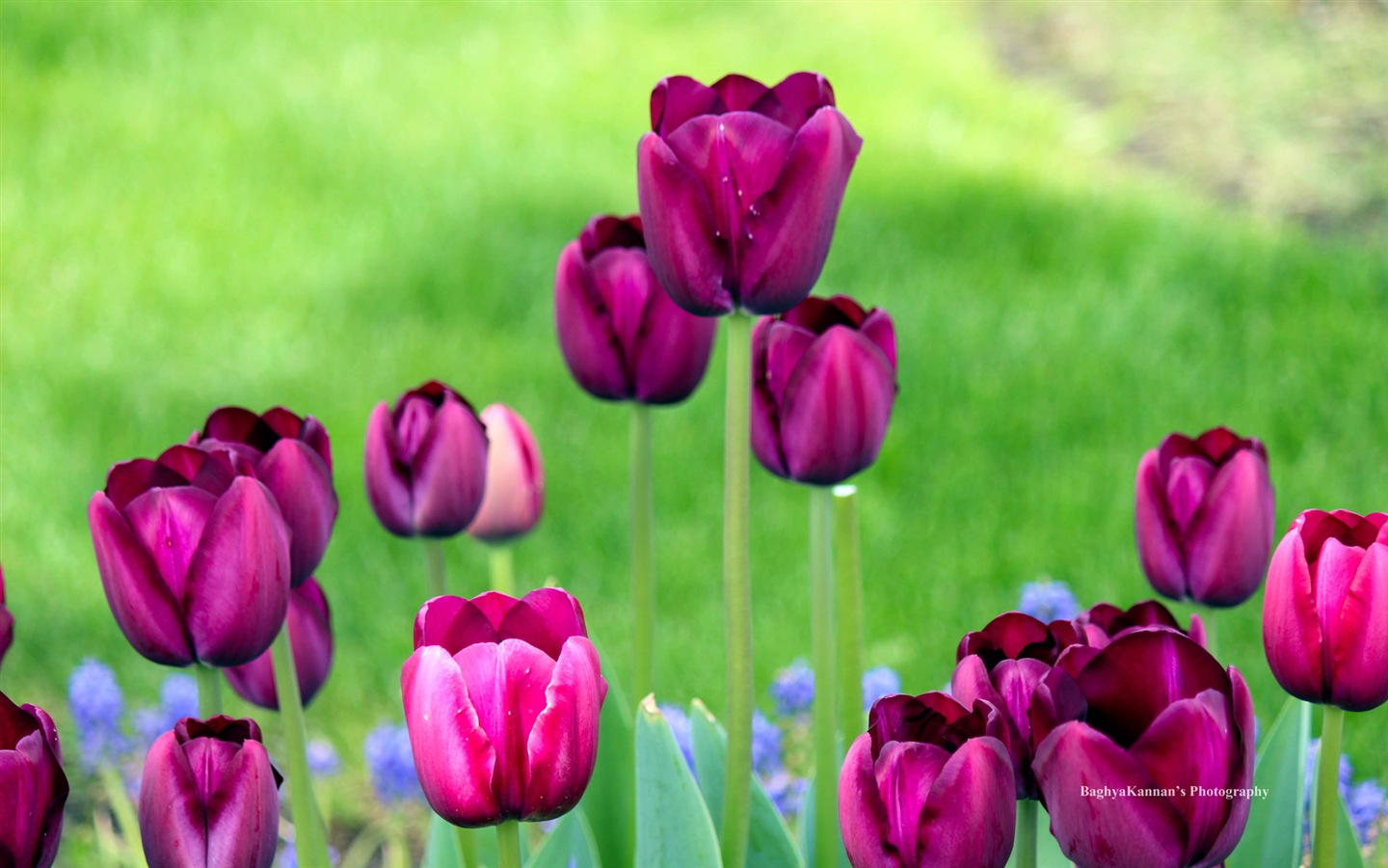 Красивые цветы тюльпана, HD обои 8 тематические Окна #12 - 1440x900