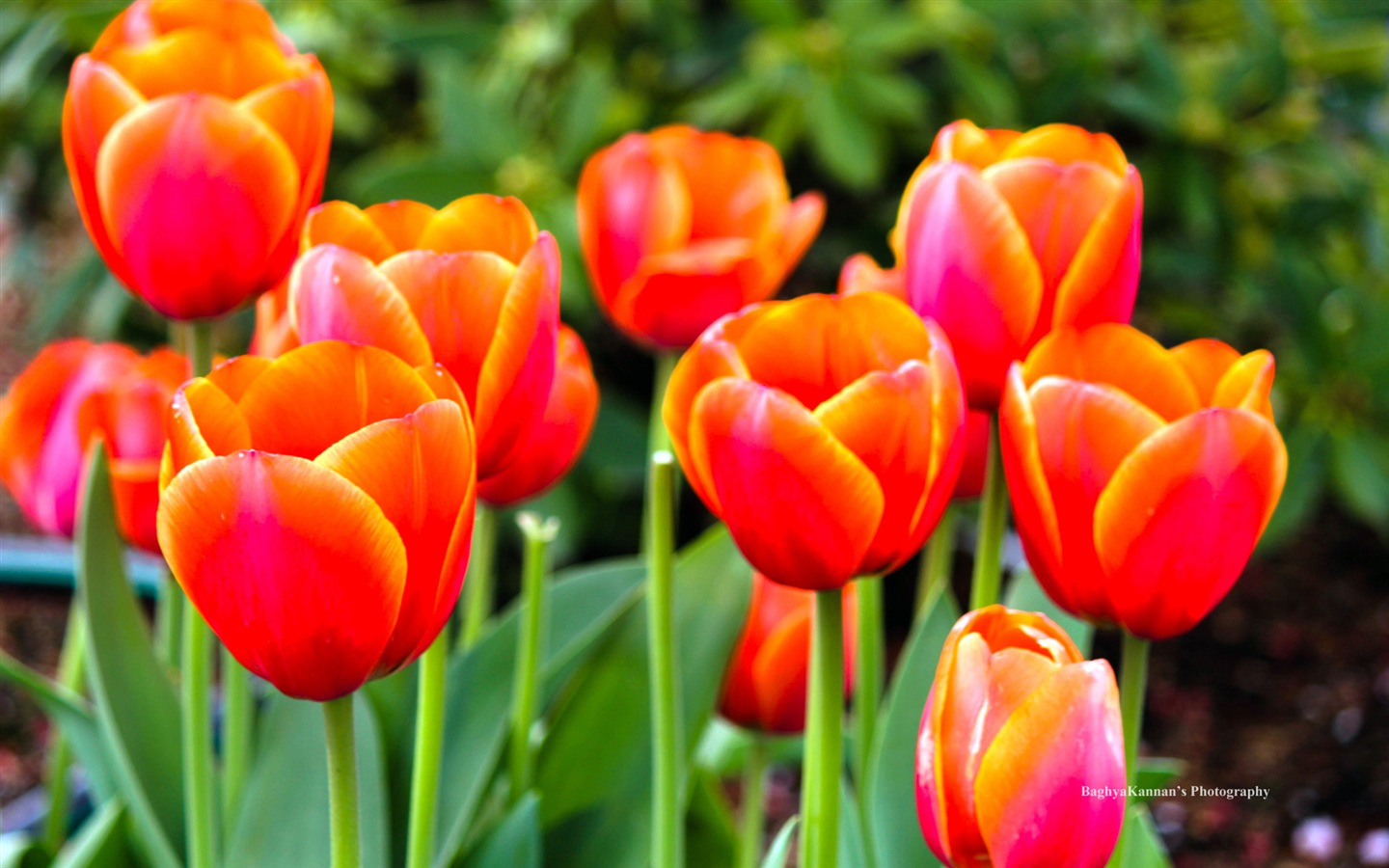 Красивые цветы тюльпана, HD обои 8 тематические Окна #14 - 1440x900