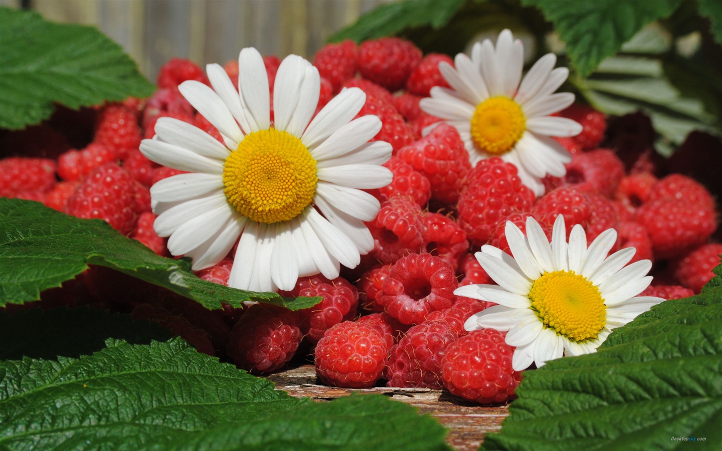 달콤한 빨간 딸기의 HD 월페이퍼 #2 - 1440x900